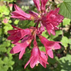 Rose City Bluff Restoration